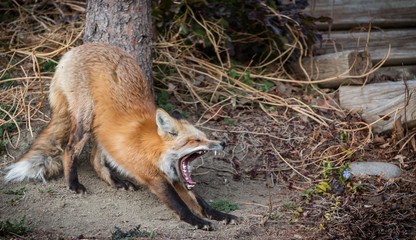 Fox with wide yawn showing teeth