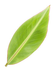Obraz premium Banana leaf isolated on white background