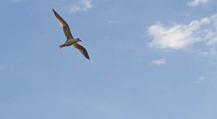 Gull in Florida