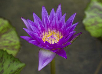 Purple waterlily