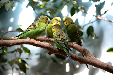 Four Parakeets Having a Meeting