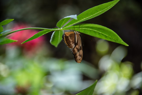 A Julia Butterfly Upside Down on a Leaf