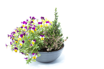 Small pine tree with tricolor pansy flower plant of spring time isolated in white background - violet, yellow and white