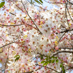Spring Blossom with Pink Cassias.