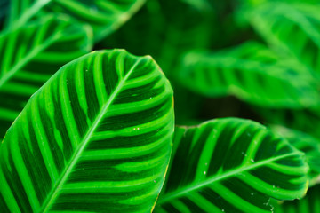 Green Veins on plant