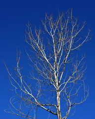 Bare aspen tree against deep blue clear sky in winter