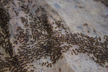 Ants