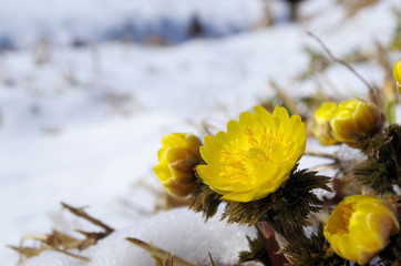 雪の中の福寿草