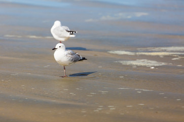 Zwei Seemöwen am Sandstrand