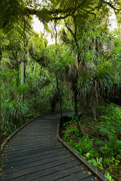 Kauri Forest Wald und Wanderweg in Neuseeland