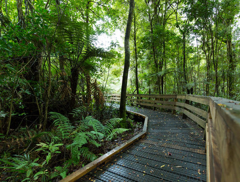Kauri Forest Wald und Wanderweg in Neuseeland