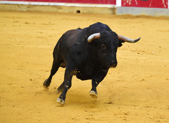 bull