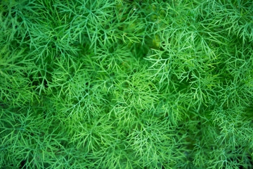 dill in the garden