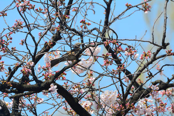 Brown-eared bulbul at Ueno, Tokyo, Japan