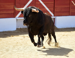 bull