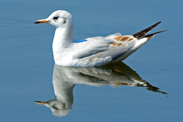 Fototapeta na wymiar Slender-billed gull at Lake Shinobazu, Tokyo, Japan