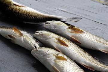 Redfish Catch of the Day