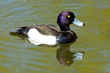 Tufted duck at Lake Shinobazu, Tokyo, Japan