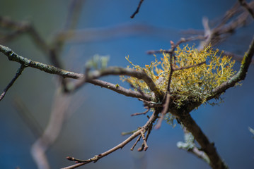 Macro of Moss on Branches