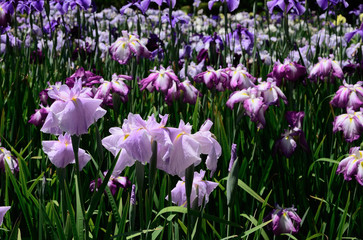 花菖蒲　
Japanese iris garden, Kyoto Japan
