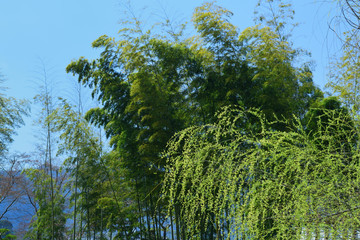 Fototapeta premium willow tree and bamboo grove, Japan