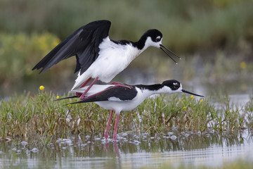 Black-necked Stilts copulating at the edge of a California pond