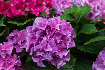 Fototapeta premium Hydrengeas flowers