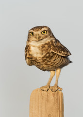 Burrowing Owl perched on a fence post - California