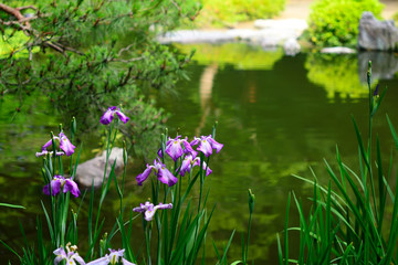 花菖蒲　
Japanese iris garden, Kyoto Japan