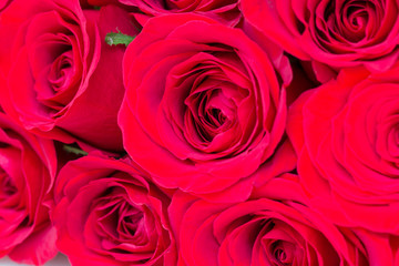 Obraz premium Close up of red roses.