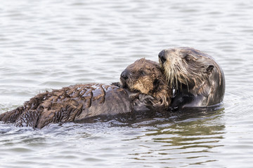 Southern Sea Otter cradling her pup - Monterey Peninsula, California