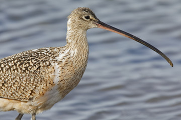 Closeup of a Long-billed Curlew  - Monterey Peninsula, California