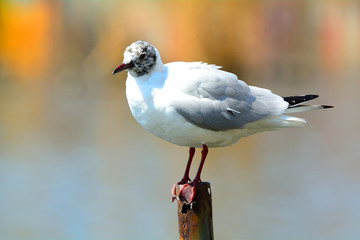 Black-headed gull in winter plumage at Lake Shinobazu, Tokyo, Ja