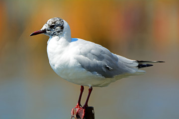 Black-headed gull in winter plumage at Lake Shinobazu, Tokyo, Ja