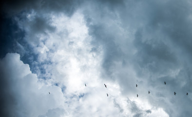 Birds Flying in the Sky 