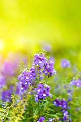 Beautiful spring background with campanula bouquet.