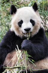 Obraz premium Adult Giant Panda eating bamboo, Chengdu China