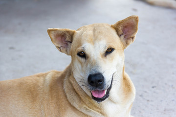 The happy face of a dog .