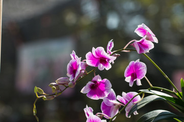 Obraz premium orchid flowers