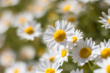 Obraz premium white daisies