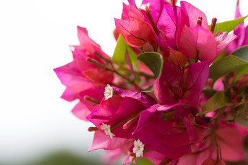 Beautiful pink bougainvillea flowers.
