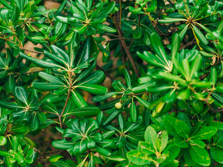 Shrubs and trees Pittosporum in Montenegro. Landscaping design of the hotel.