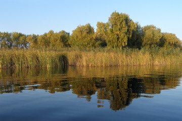 River bank with trees