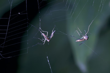 mosquito on web of spider, dangerous vehicle of infection