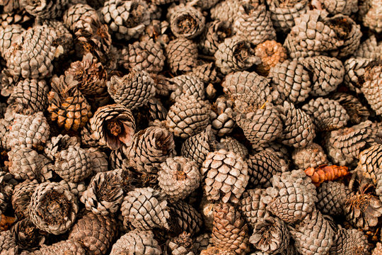Many dry pine Cones