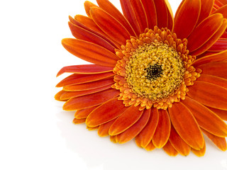 Orange gerbera daisy (transvaal) flower closeup.