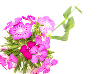 ianthus barbatus (Sweet William) pink flowers isolated on white background