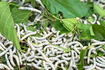 Silkworm eating mulberry green leaf, closeup