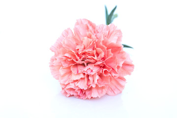 Naklejka premium An orange carnation