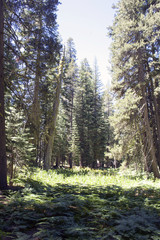 Views of trees, cliffs, and mountains in Yosemite